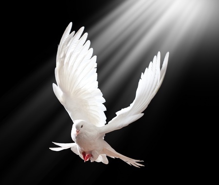 dove with light above it